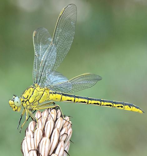 Gomphus pulchellus